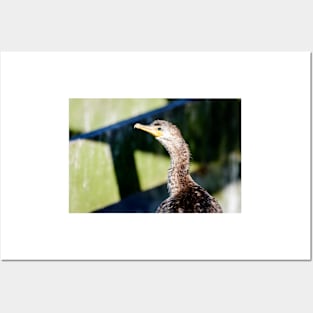 Juvenile Cormorant Profile Posters and Art